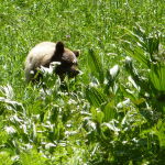 Petite mère ours à Cresent Meadow