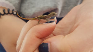 Anolis brun