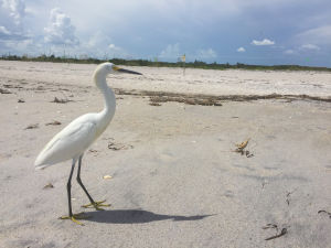 Aigrette peu farouche