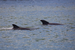 Dauphins à l'embouchure de la Palma Sola Bay