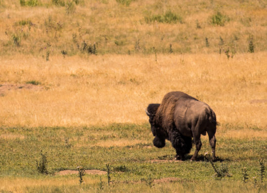 Rocky Mountain Arsenal National Wildlife Refuge