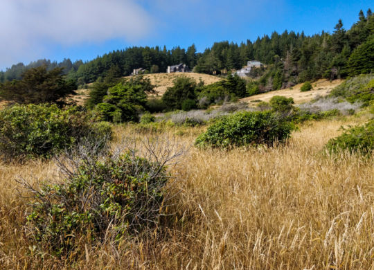 Paysage typique de Sea Ranch