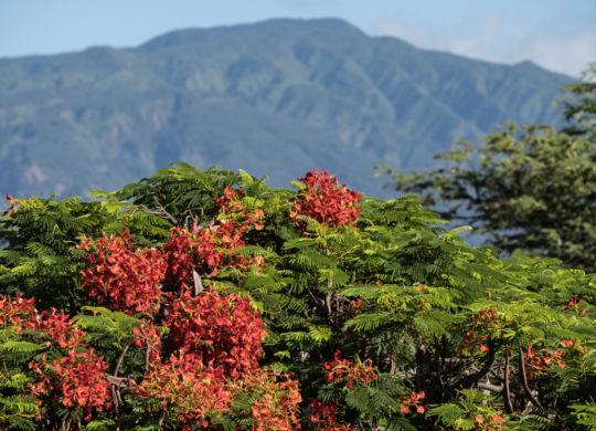 Arbre de Tulipe Africaine