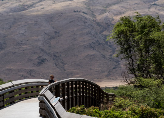 Kealia Coastal Boardwalk